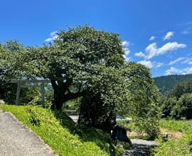 南信州愛宕山風景